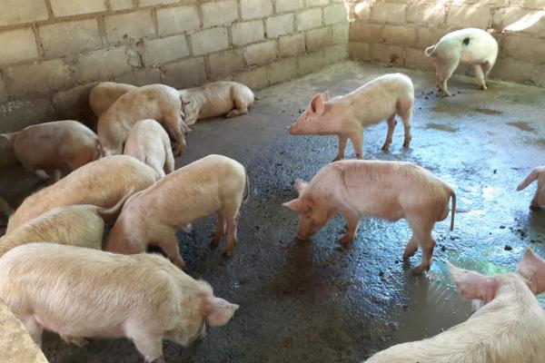 Pigs Bizreview Pigs Bizreview, Black Horse Farm Caravan Storage Guishan District Taoyuan City